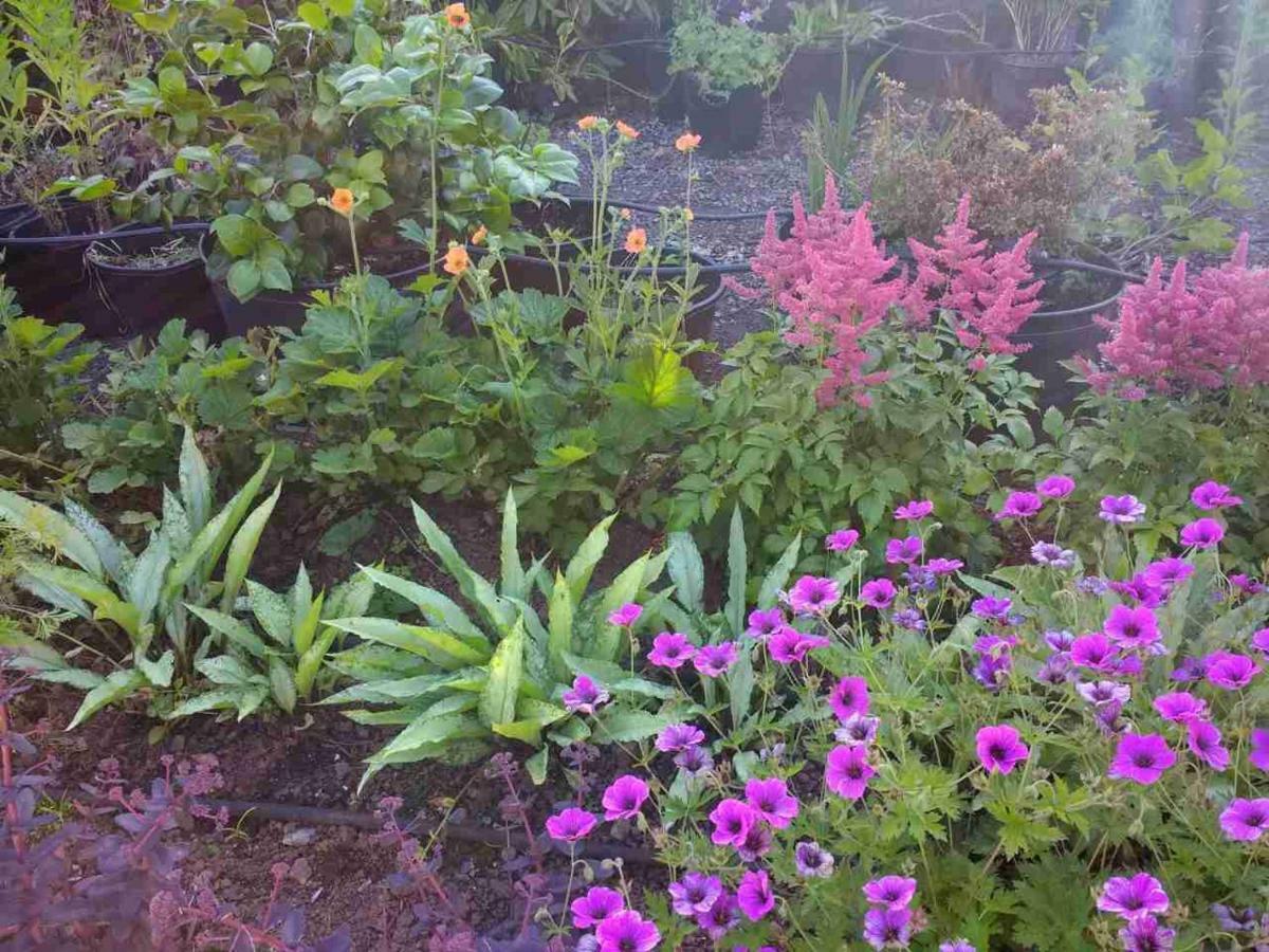 טיברטון Brambles Bed And Breakfast מראה חיצוני תמונה